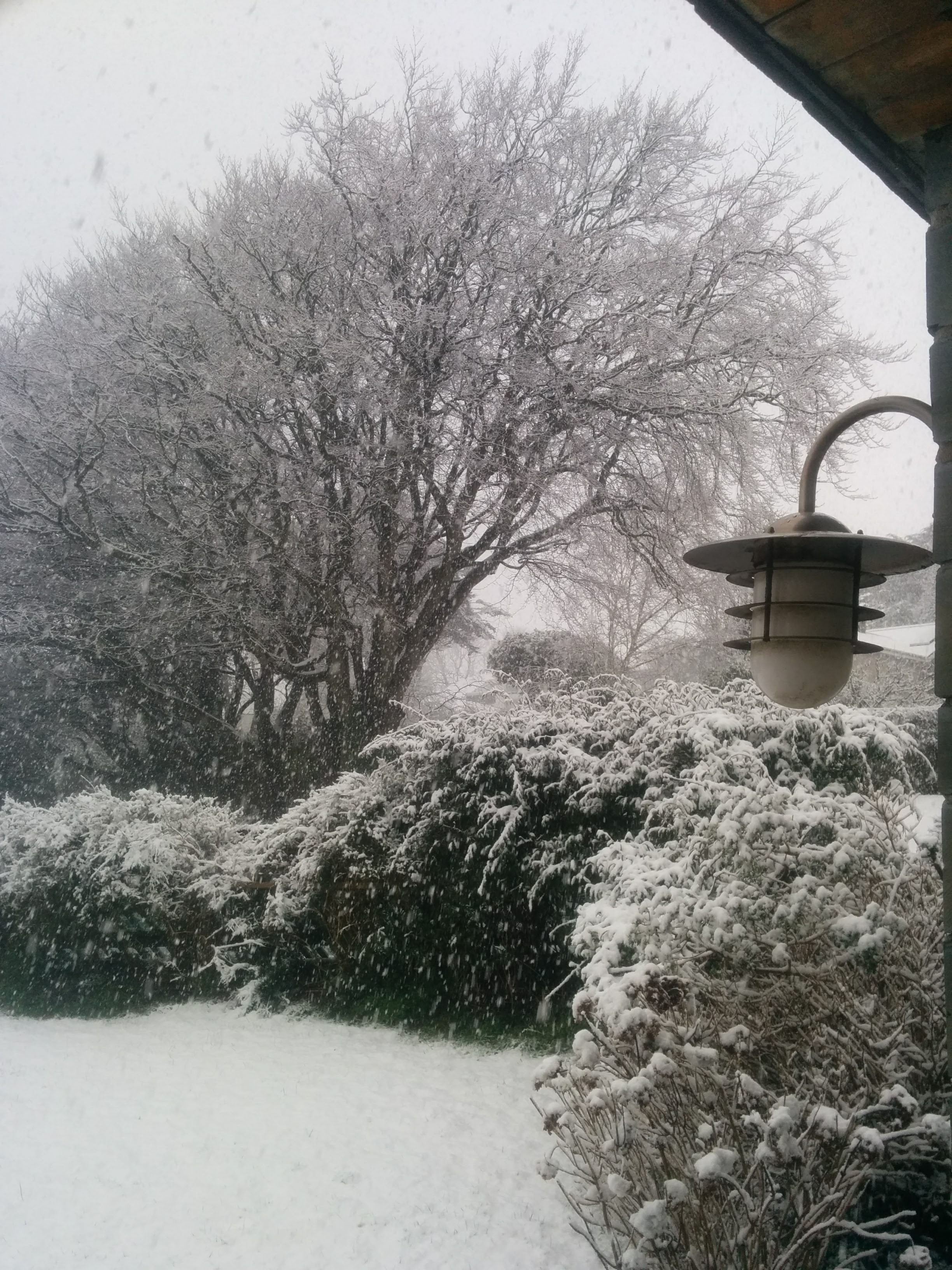 Snowy garden - A rare sight in Cornwall, and certainly not in the summer